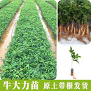 小叶牛大力种植苗大中小叶牛大力苗种植苗大力牛古大力苗树苗 小叶牛大力1棵拍10000棵起发货 15cm(含)-30cm(不含)
