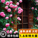 坤卉蔷薇花苗爬藤耐寒藤本月季特大爬墙花卉阳台盆栽庭院植物四季开花 粉色龙沙宝石（当年开花爆满） 1.6米左右爬藤特大苗