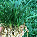 凝慧麦冬草玉龙草日本矮麦冬青草庭院花园地被植物绿化苗 麦冬草100斤