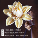 美学黑客禅意中式玄关客厅样板间干花花束真花天然干莲蓬荷花落地装饰摆设 2支浅色木槿莲 主图