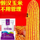 瑰季矮杆玉米种子大全国审双胞胎抗旱马牙抗倒伏农科院新品种 农华816【4200粒++300粒】 农华816【4500粒】双胞胎品种