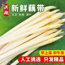 洪湖农家新鲜藕带3斤装 生鲜 新鲜蔬菜 洪湖藕带 藕尖湖北特产 新鲜藕带3斤