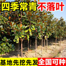 正宗广玉兰大树荷花白玉兰树苗庭院园林大型行道绿化苗木四季常青 20公分粗/一级苗