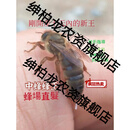 潮鸣（CHAOMING）奔新农蜂王中蜂王活体中蜂种王新高产蜂王双色中蜂良种蜂王阿坝杂 已确认红背新产卵王