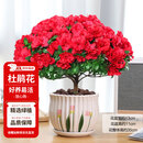 花翁杜鹃花盆栽花卉带花苞绿植 大号红色杜鹃(郁金香瓷盆)源头直发