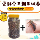 旭杉斯中蜂蜂群带王蜜蜂活体养殖带子脾土蜂出售笼蜂 500工蜂+王