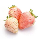  【整箱】胭脂雪甜心白草莓500g*2盒装 单果16g+