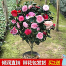 盆栽茶花苗 四季香妃茶花 山茶花盆栽带花苞浓香型茶花树苗庭院室内好养五色赤丹茶花树苗花卉植物 精品五色茶花 18年庭院种植