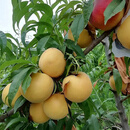 尔澜1cm嫁接黄金蜜桃树苗黄桃苗果树苗露天水果苗木毛桃源头直发