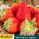 斯可沁辽宁丹东99红颜奶油草莓特大果2斤单果30-40g新鲜水果源头直发