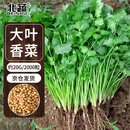 北蔬香菜种子苗大叶芫荽抗寒冬根四季菜籽 大叶香菜籽种子20g约2000粒
