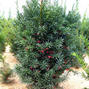 鼎曳曼地亚红豆杉盆栽树苗耐寒庭院结红果公树母树盆景四季常青植物 曼地亚红豆杉15年苗【1颗】结果期带果发货 原土发货