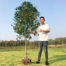 苏兮实生桂花苗高杆桂花树苗四季桂花树苗庭院浓香常青植物金桂丹桂 3厘米粗金桂高1.3米-1.6米