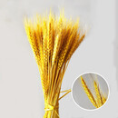 可之源泰西丝  黄金麦穗干花大麦花束装饰客厅金色小麦送礼插花瓶仿真花 金黄色麦穗100枝 干树枝