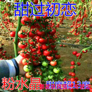 樱桃番茄种子 圣女果种籽 荷兰进口小番茄口感好产量高粉水晶 粉水晶1000粒原装