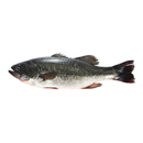 其他品牌冰鲜河鲈鱼1条（原重400-500g）