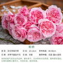天狼月季庭院阳台盆栽玫瑰蔷薇好养花卉新手推荐耐寒耐热绿植花苗 和娇 1.2升