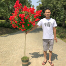 樱霞倾润美国红火箭紫薇树苗 庭院紫薇花树苗 红花紫薇百日红紫薇花期 直径10公分粗别墅点缀开花爆满