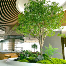 泽沐装饰高端马醉木仿真植物橱窗造景室内装饰树仿生绿植大型假树 2.8米高