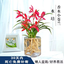 溥畔水培香水小苍兰花苗四季好养浓香型建兰花卉耐寒绿植物室内盆栽景 香水小苍兰+ 玻璃瓶【新手必备】 6苗 花开呈粉红色