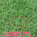 小镇有花 狗牙根净籽 原种500克 耐热耐践踏低修剪足球场工程绿化草籽