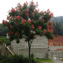 墨耘苍栾树苗栾树小苗黄山栾北京栾工程绿化苗木行道树庭院风景树 栾树根茎12公分粗 90cm-299cm