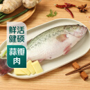 鲜活冲浪河鲈鱼400-500g/条