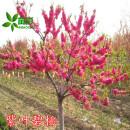 苗彩园艺紫叶桃花树苗 红叶桃 红叶碧桃树苗 紫叶碧桃树苗 桃花树苗 梅花苗 红花庭院观赏路边绿化苗木 10公分粗【别墅种植】 壮苗