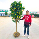 桂花树苗大树盆栽浓香型桂盆栽四季种植庭院大型绿化美观观花植物原生桂花树 四季桂 9公分当年开花