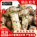 长白山新鲜松茸2026东北野生松茸精品出口级蘑菇吉林延边延吉顺丰 出口级鲜松茸5-7公分500克