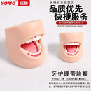 优模 牙护理带脸颊模型 正常大小牙护理保健模具 口腔护理清洁牙齿舌部面颊