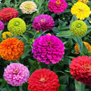 小镇有花 百日草种子花卉种子 百日菊步步高四季易种室外庭院阳台景观花籽