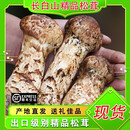 2026长白山新鲜松茸出口级标准精品松茸吉林松茸菌菇高端送礼佳品 出口级鲜松茸5-7公分500克