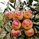 尔澜 1cm嫁接冬枣树苗甜度大果树苗庭院阳台露天种植水果苗木源头直发