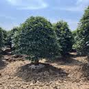 鼎曳桂花树大树小叶金桂原生树苗地栽四季桂庭院别墅耐寒植物 四季桂【淡黄色】 别墅推荐10公分粗【2-2.4米高】