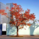 墨耘苍基地直供乌桕 乌桕树 红叶乌桕 乌桕小树苗木 行道树庭院耐寒树苗 乌桕树粗度【20公分】 10--100