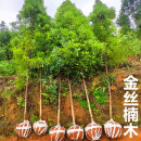 阿源沐金丝楠木树苗正宗金丝楠木大树闽楠庭院稀有名贵树苗小叶桢楠木树 金丝楠木8公分带土球 不含盆