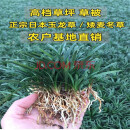 好客花乡  日本玉龙草矮麦冬草坪庭院别墅草平植物四季常青园林绿化麦冬草 10斤净草 10cm以下