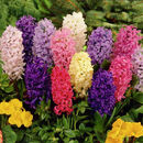 左家花园 进口3个风信子种球大球水培办公室内土培盆栽冬季开花新手易养 红黄蓝白粉紫各1球共6球 周长16-17cm