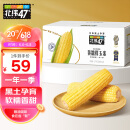 北纬47°（BEIWEI） 黄糯鲜玉米200g*10穗  低脂玉米棒糯玉米东北玉米粘玉米