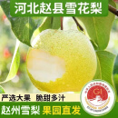远达（YUANDA）赵县正宗雪花梨冰糖雪梨新鲜水果梨子大果整箱熬汤特产 雪花梨大果净重4.5斤