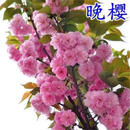 榆阔樱花树苗樱花苗日本樱花早樱晚樱吉野樱地栽盆栽庭院绿化树苗木 晚樱 12公分粗【精品树形】