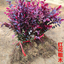 红花继木苗庭院绿植花卉篱笆围墙红檵木树苗四季红叶彩色盆景球桩 红花檵木高40-50厘米500棵