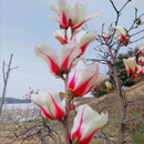 塔塔宠娇红玉兰白玉兰黄紫玉兰树苗盆栽地栽绿化耐寒花苗大型庭院树木 望春玉兰 10公分粗度别墅庭院专用