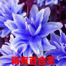 柏农重瓣香水百合花种球四季开花好养易活盆栽鲜花庭院绿植物花卉种子 蓝冰【5种球带盆栽好发货】