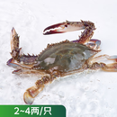 鲜活梭子蟹 称重(100-200g/只)