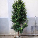 慕尔森雀舌罗汉松树苗大树造型树庭院地栽盆栽耐寒植物别墅迎客老桩 罗汉松10公分粗带土球 不含盆