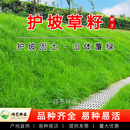 玮艺进口草坪种子草籽狗牙根耐旱耐践踏耐热护坡绿化工程免修剪草种子 护坡草籽500斤