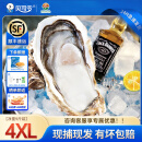 贝司令【鲜活】乳山生蚝海鲜水产贝类牡蛎烧烤4XL 净重9斤 18-24只箱装