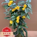 防城金花茶树苗金茶花盆栽花卉凹脉黄樽 为带营养杯原土